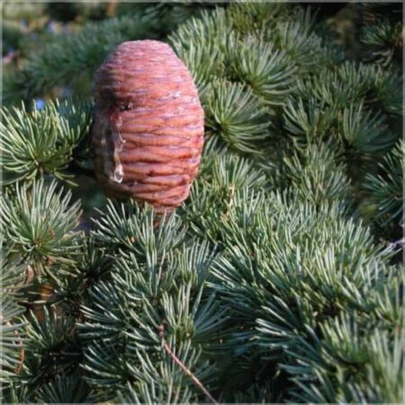 a pine cone on a tree