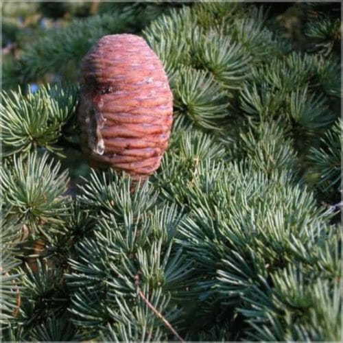 a pine cone on a tree
