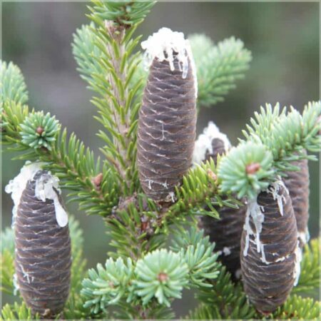 a close-up of a pine tree