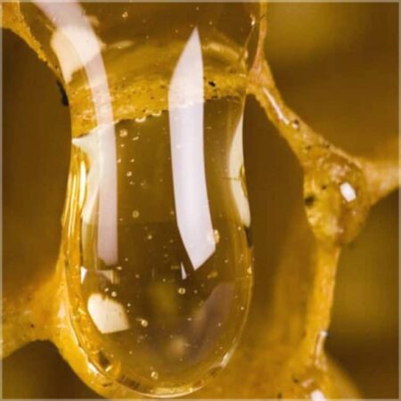 a drop of honey dripping from a honeycomb