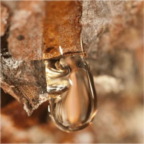 a drop of water dripping from a tree