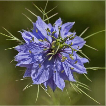 Чернушка дамасская абсолют Эфирное масло farfalla