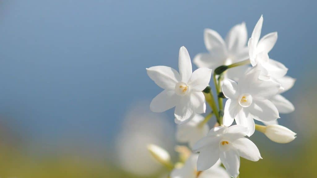 pictures of jasmine flowers1 min