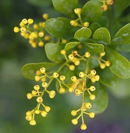 Aglaia odorata Absolue