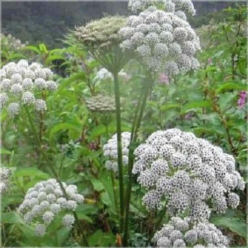 Ajowan Essential Oil