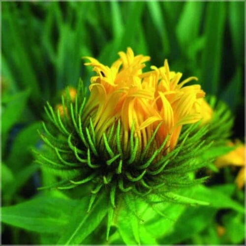 Alant EC-Bio Essential Oil Oshadhi