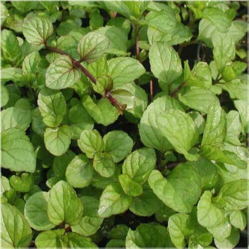 Bergamot mint or lemon mint is the ideal essential mint oil for linders. It does NOT contain MENTHOL. Has a wonderful soft, fresh fragrance.