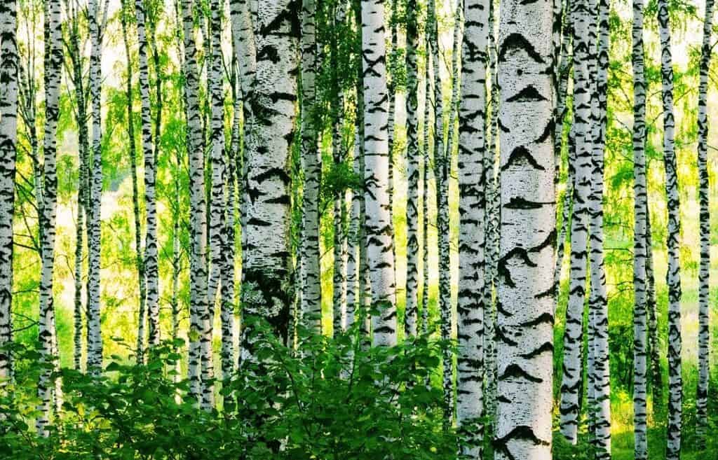 Birch bark
