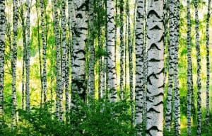 Birch bark