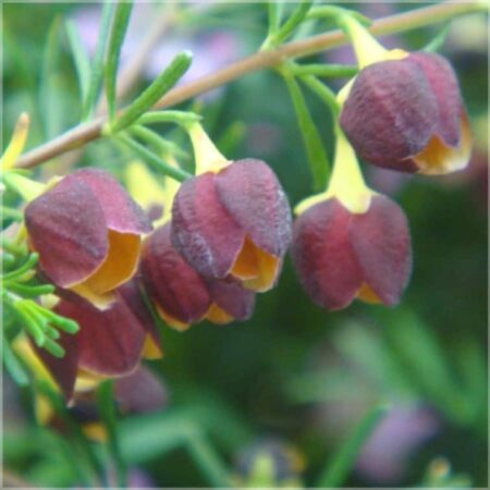 . Boronia