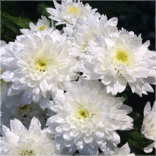 Chrysanthemum absolute essential oil