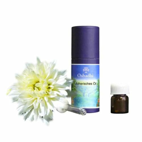 chrysanthemum aetheric oel oshadhi