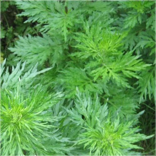 Davana (Artemisia pallens) - Ancient medicinal plant with wonderful properties. The fragrance is warm, sweet and mango-like. Get wonderful results in the smallest dosage.