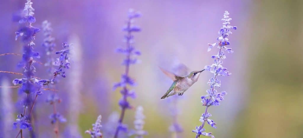 dejstvie efirnyh masel