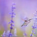 dejstvie efirnyh masel