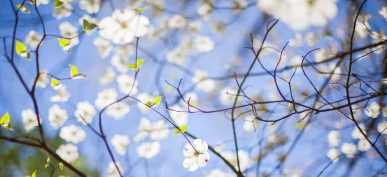 detoksikazija s massazhnymi maslami