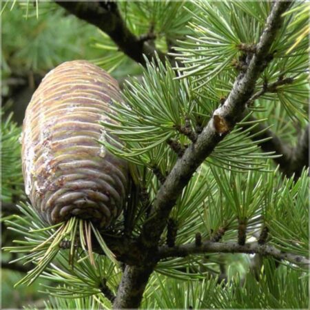 Гималайский кедр Эфирное масло farfalla