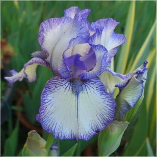 Iris 1% Neumond Essential Oil