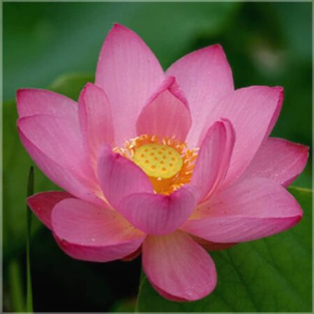 Lotus pink Absolue. Seit einiger Zeit wird aus dem Lotus ein Absolu gewonnen. Duft: warm, balsamisch, würzig und erotisierend.Beim Lotus Absolue heißt es: WENIGER IST MEHR.