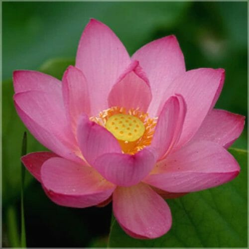 Lotus absolute essential oil 5% Neumond