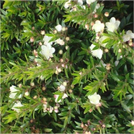 Мирт марокканский эфирное масло био Neumond