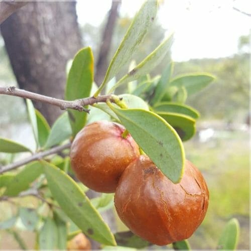 Australian Sandalwood 10% Essential Oil (Santalum spicatum) - Sandalwood is probably the most "counterfeited" wood fragrance, the Latin name should be on the bottle, as well as the country of origin.