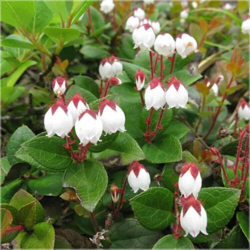 Winter Green Organic Essential Oil Farfalla