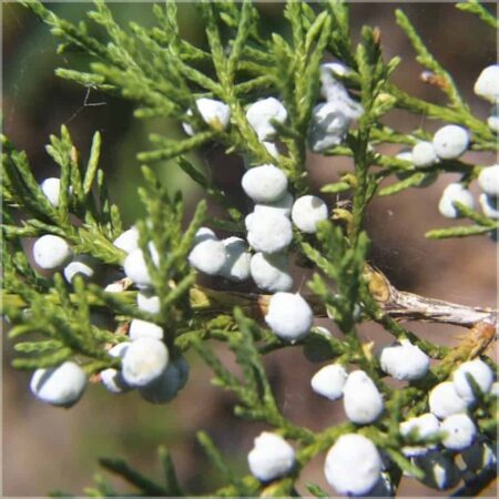 Zedernholz rot (Virginiazeder) WS Ä.therisches Öl Farfalla,