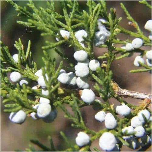 Cedar wood red (virginiacedar) WS Ä.theric oil Farfalla,