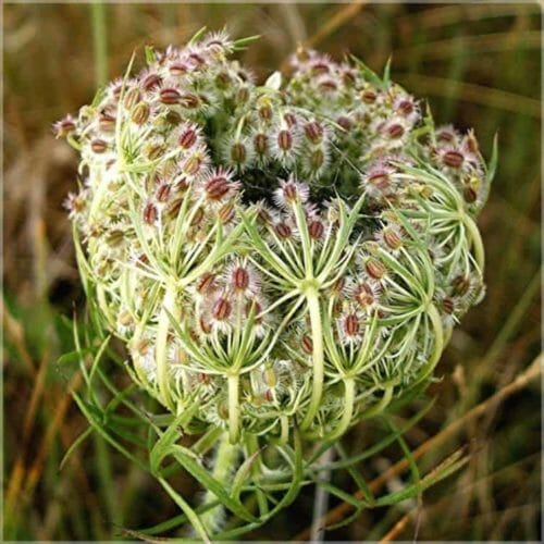 Karottensamenöl Ws Ätherisches Öl von Farfalla