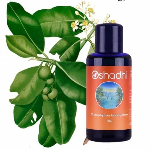 Tamanuöl Calophyllum Inophyllum