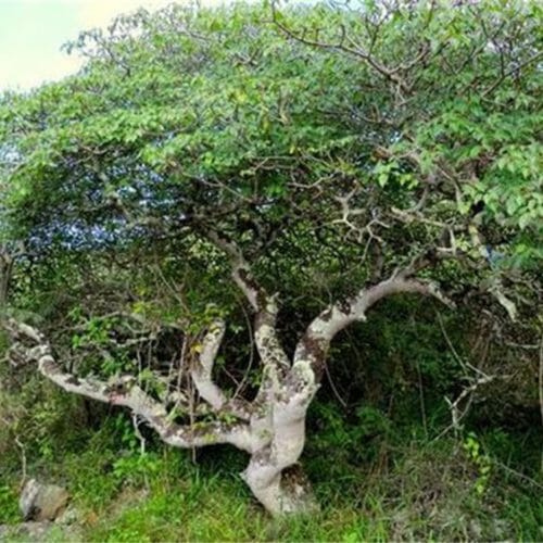 Palo Santo Ätherisches Öl -Reinigung des Geistes, Auflösung von negativen Energien. Hilfe bei, Kopfschmerzen, Angst und Depression,