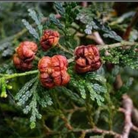 Fokienia (SIAMHOLZ) von Oshadhi