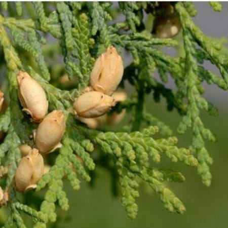 Туя (Thuja occidentalis) из Ошадхи