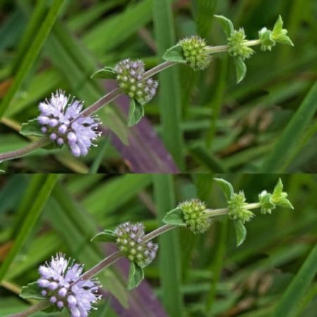 Ackerminze Japanischeminze Ätherisches Öl bio Neumond