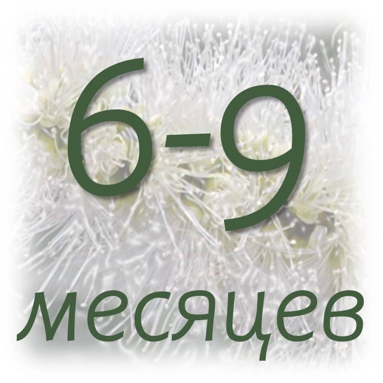 Срок хранения эфирных масел 2 srok-hranenija-jefirnogo-masla-chajnogo-dereva
